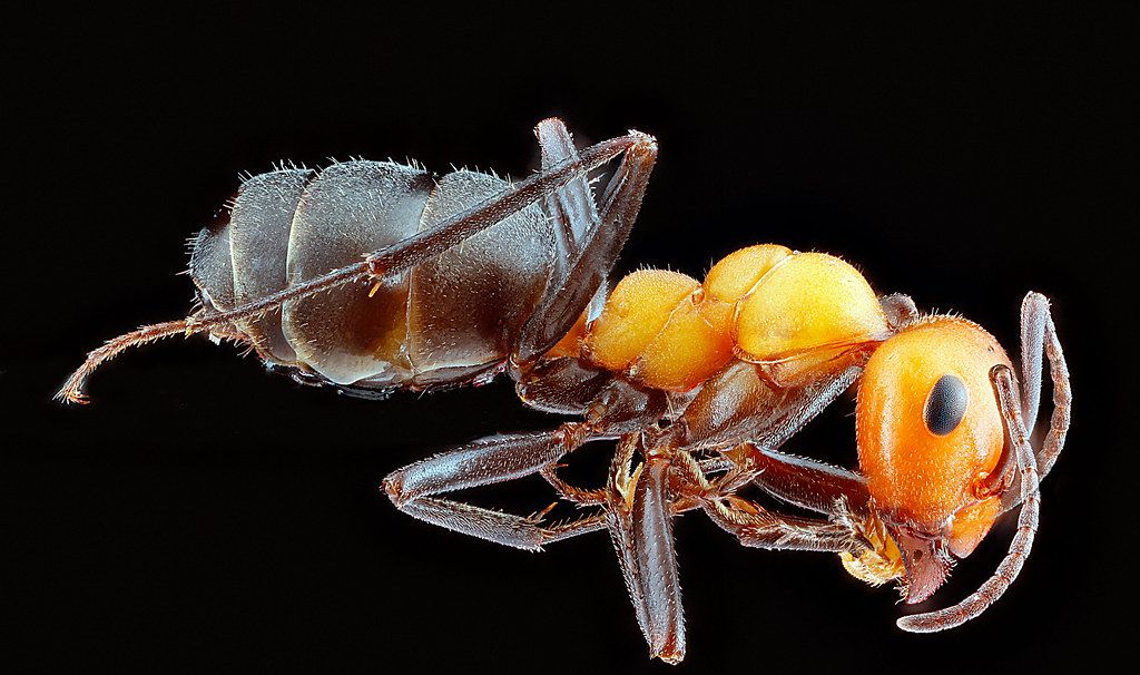 Ant Control service in Sherman, TX