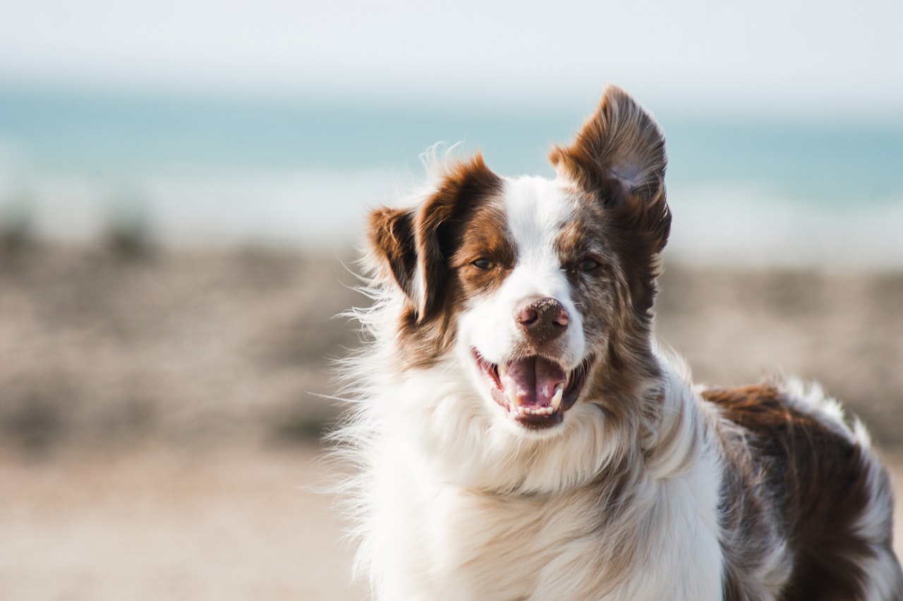 Flea & Tick Control service in Sherman, TX