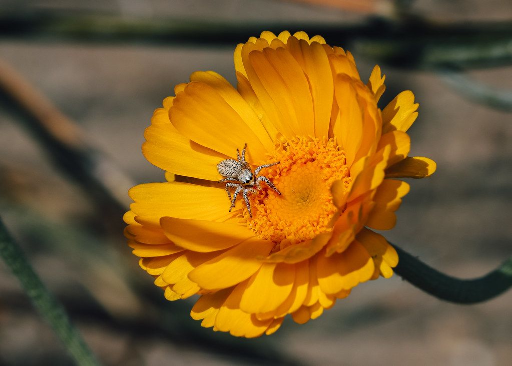 Spider Control service in Sherman, TX